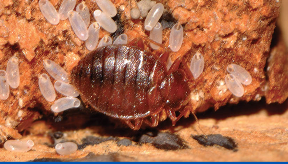 Alarma europea: plaga de chinches de cama. La solución está ahí y viene de Italia