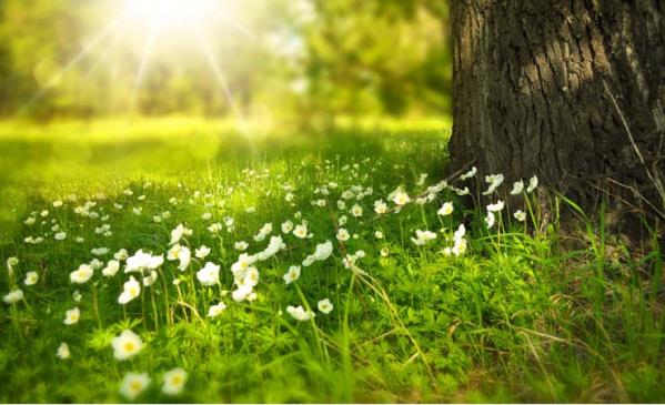 ¿Sabes diferenciar los síntomas de la alergia al polen?