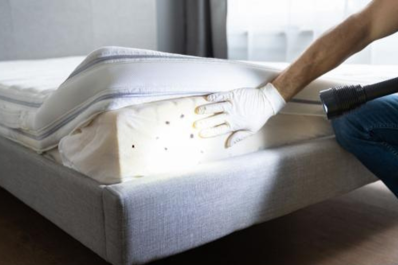 Limpiador de vapor para eliminar ácaros y chinches