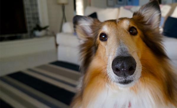 Aspiradora con filtro HEPA: Una ayuda contra las alergias a las mascotas