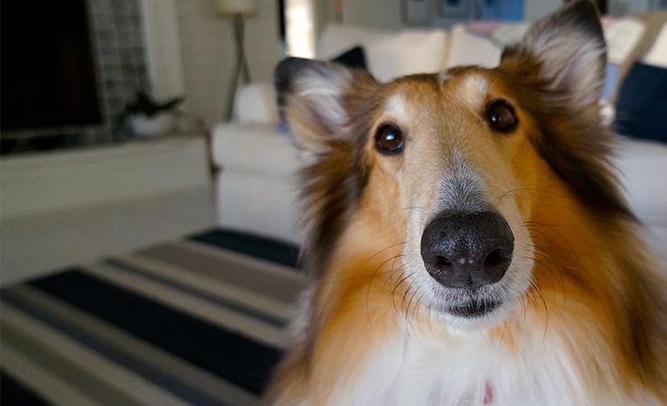 Aspiradora con filtro HEPA: Una ayuda contra las alergias a las mascotas