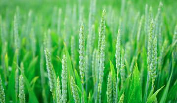 Vaporetto PRO90 Turbo consumi ridotti